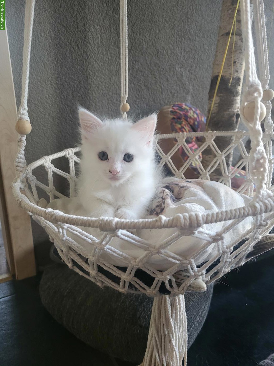 Bild 4: Maine Coon Kitten suchen neuen Wirkungskreis