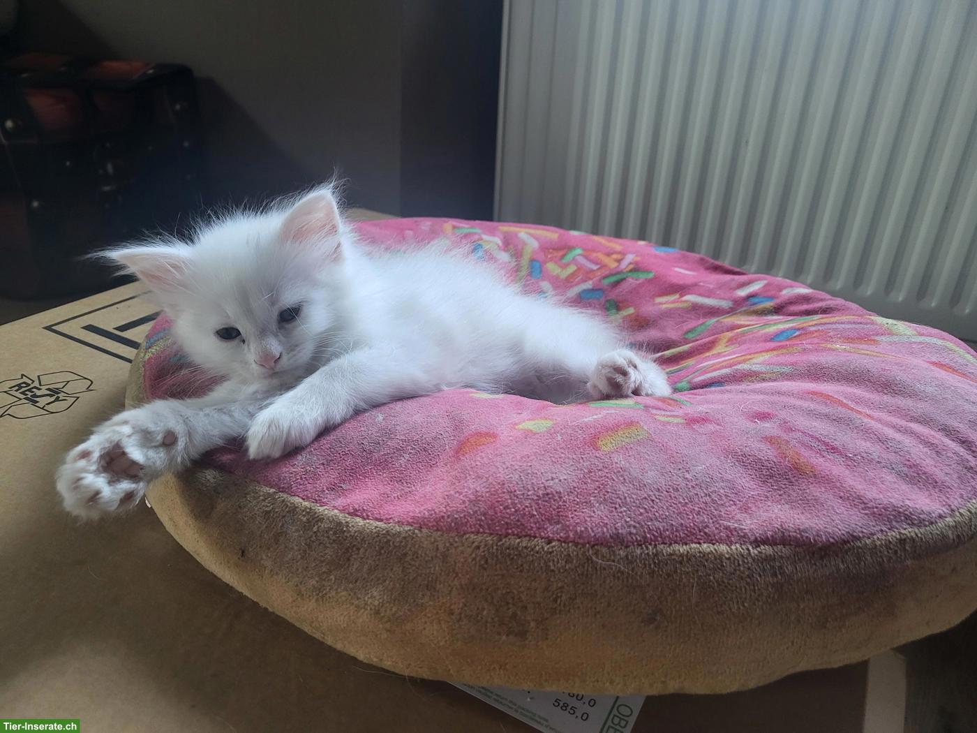 Bild 5: Maine Coon Kitten suchen neuen Wirkungskreis
