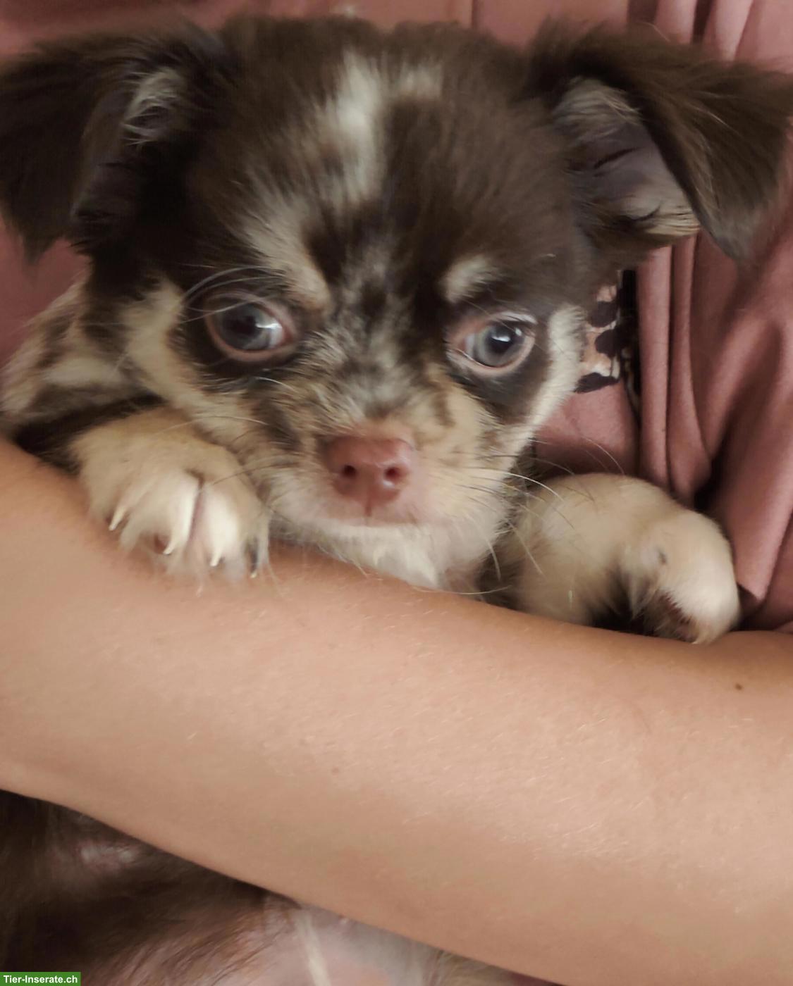 Neugierige Chihuahua Welpen aus Hobbyzucht