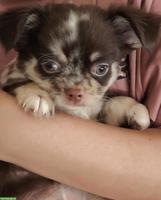 Neugierige Chihuahua Welpen aus Hobbyzucht