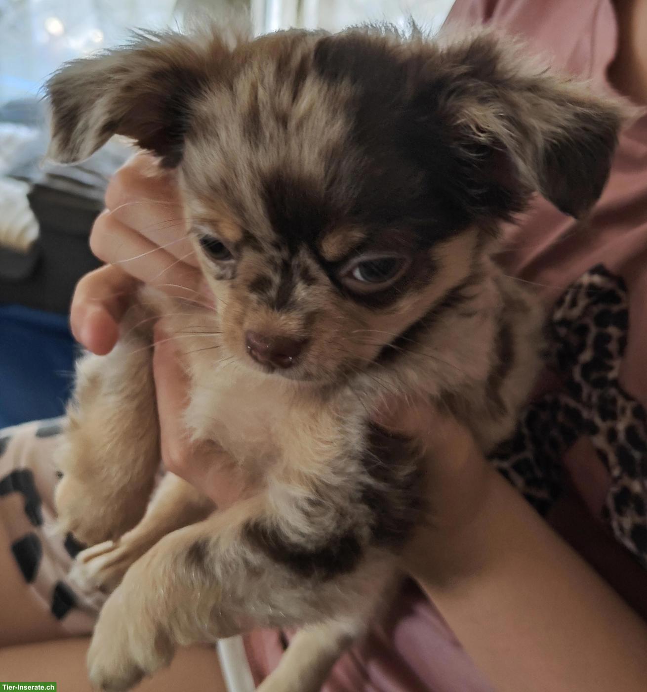 Bild 2: Neugierige Chihuahua Welpen aus Hobbyzucht