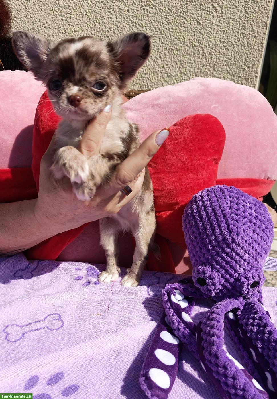 Bild 3: Neugierige Chihuahua Welpen aus Hobbyzucht