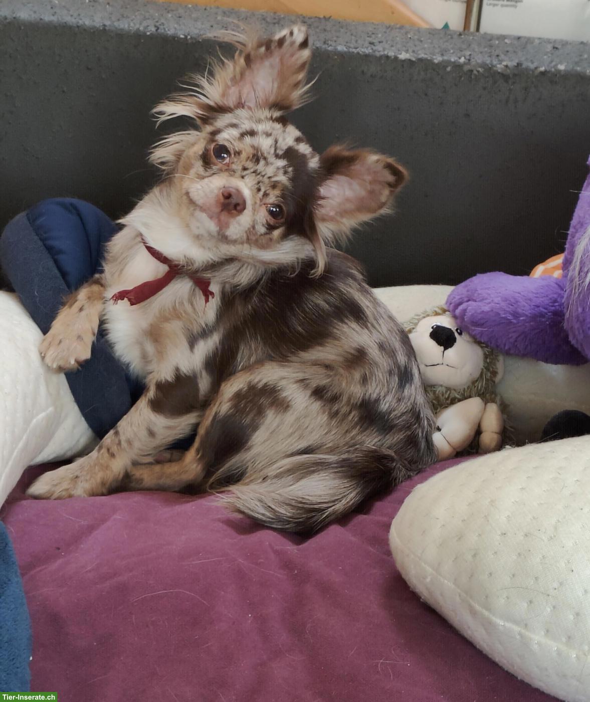 Bild 4: Neugierige Chihuahua Welpen aus Hobbyzucht