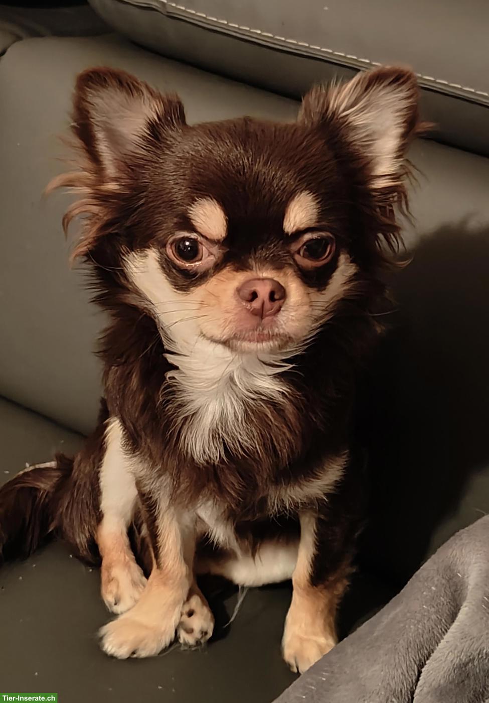 Bild 5: Neugierige Chihuahua Welpen aus Hobbyzucht