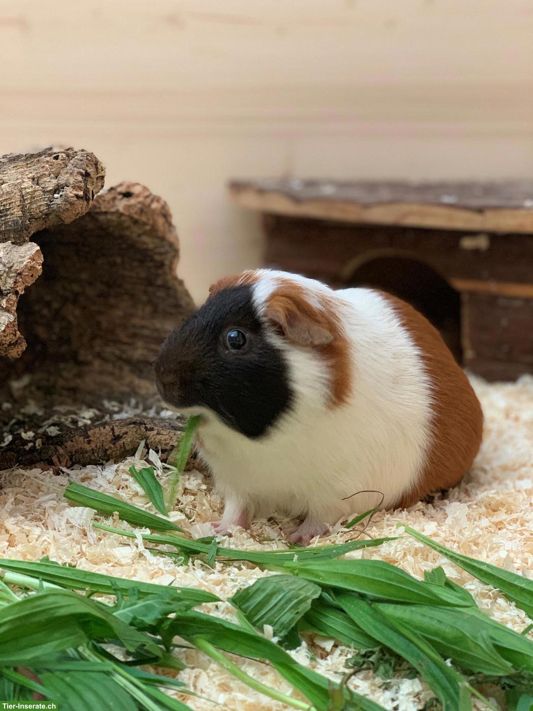 Meerschweinchen Glatthaar, Kastraten, Geboren Juni 2026
