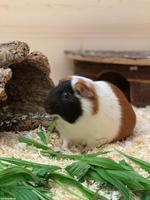 Meerschweinchen Glatthaar, Kastraten, Geboren Juni 2026