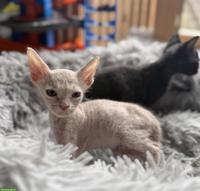 Sphynx Kitten Kater suchen liebes Zuhause