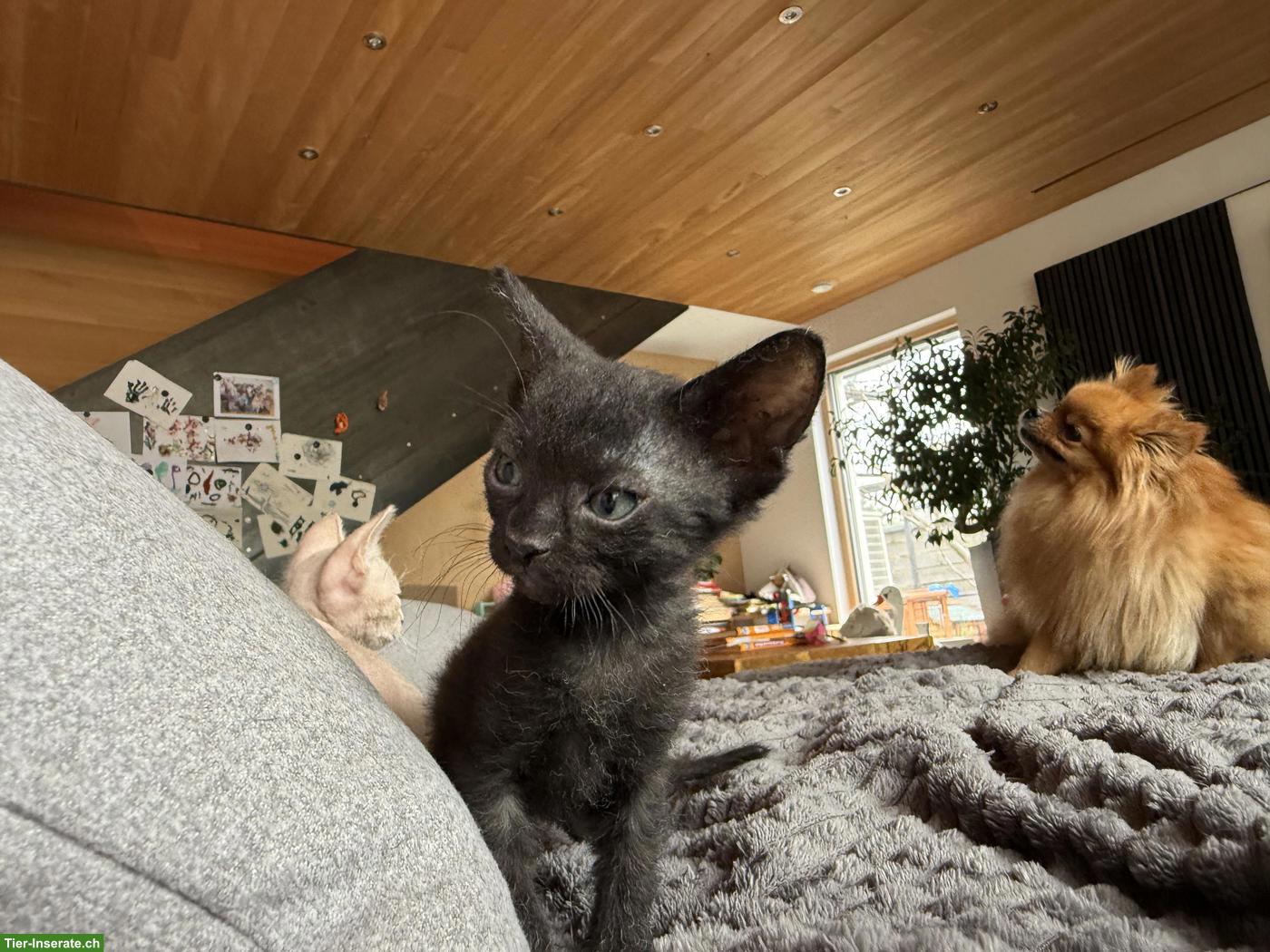 Bild 2: Sphynx Kitten Kater suchen liebes Zuhause