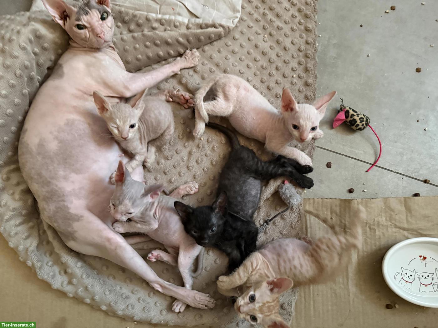 Bild 3: Sphynx Kitten Kater suchen liebes Zuhause
