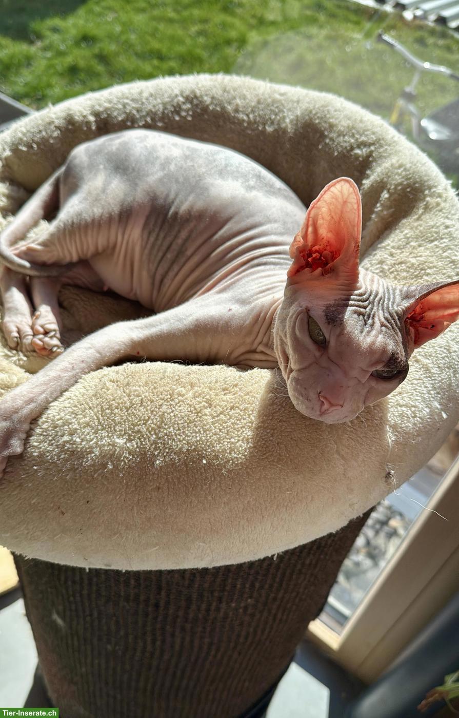 Bild 4: Sphynx Kitten Kater suchen liebes Zuhause