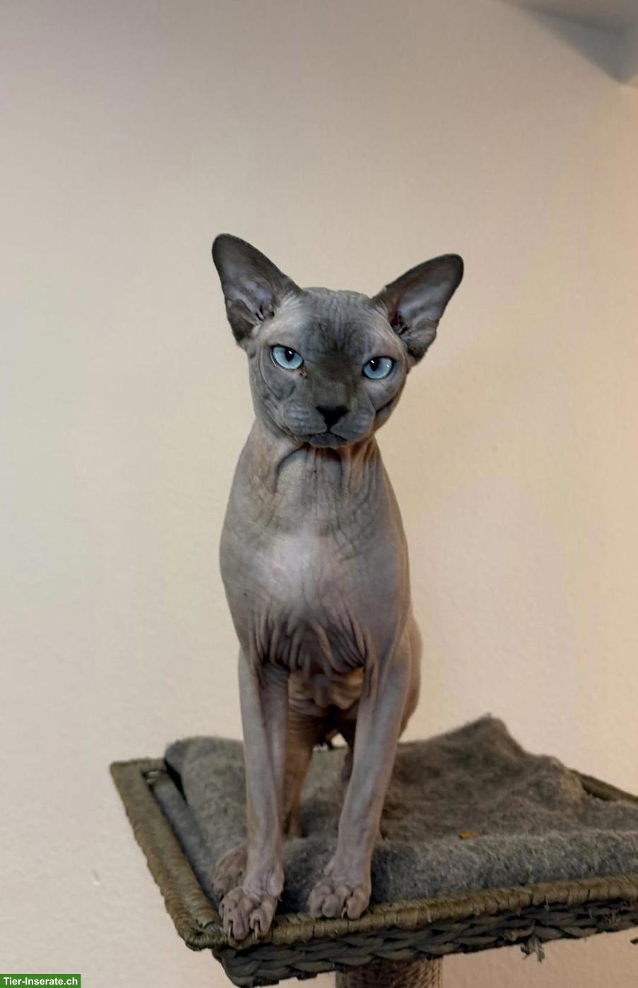 Bild 5: Sphynx Kitten Kater suchen liebes Zuhause
