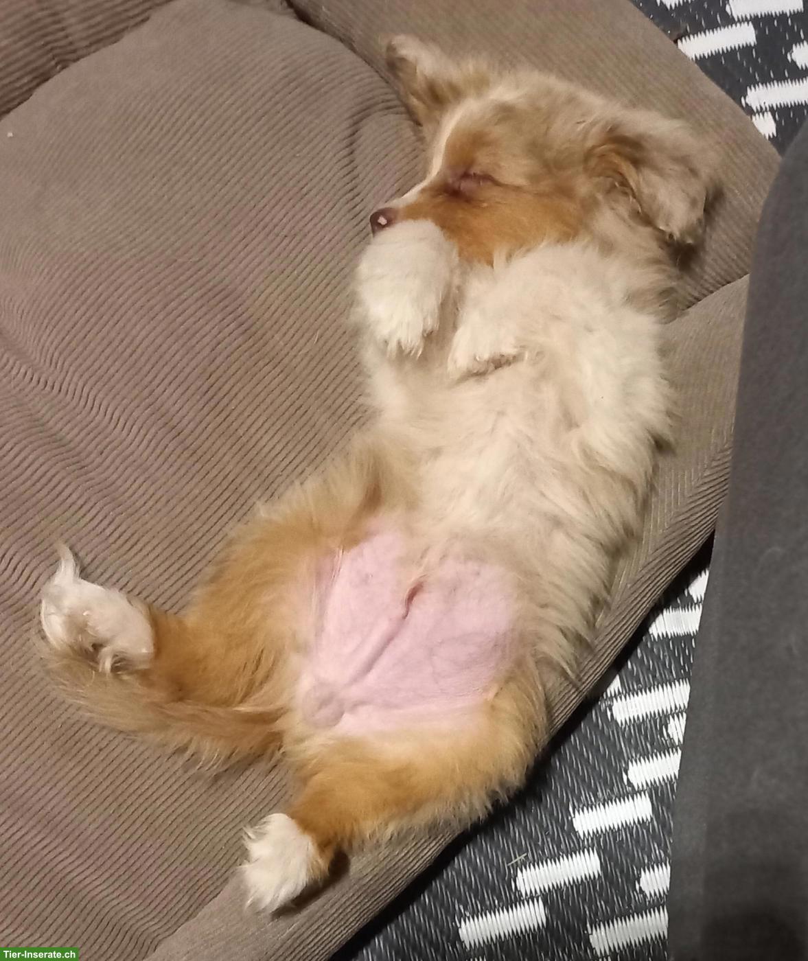Mini Australian Shepherd Welpe, 3 Monate alt