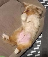Mini Australian Shepherd Welpe, 3 Monate alt