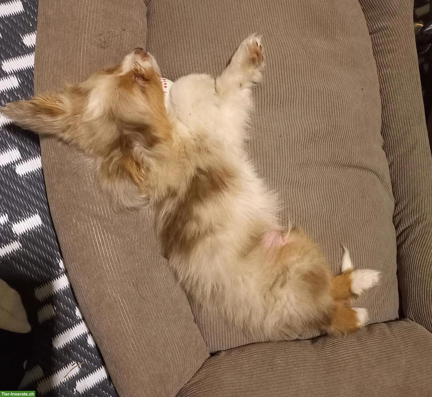 Bild 2: Mini Australian Shepherd Welpe, 3 Monate alt