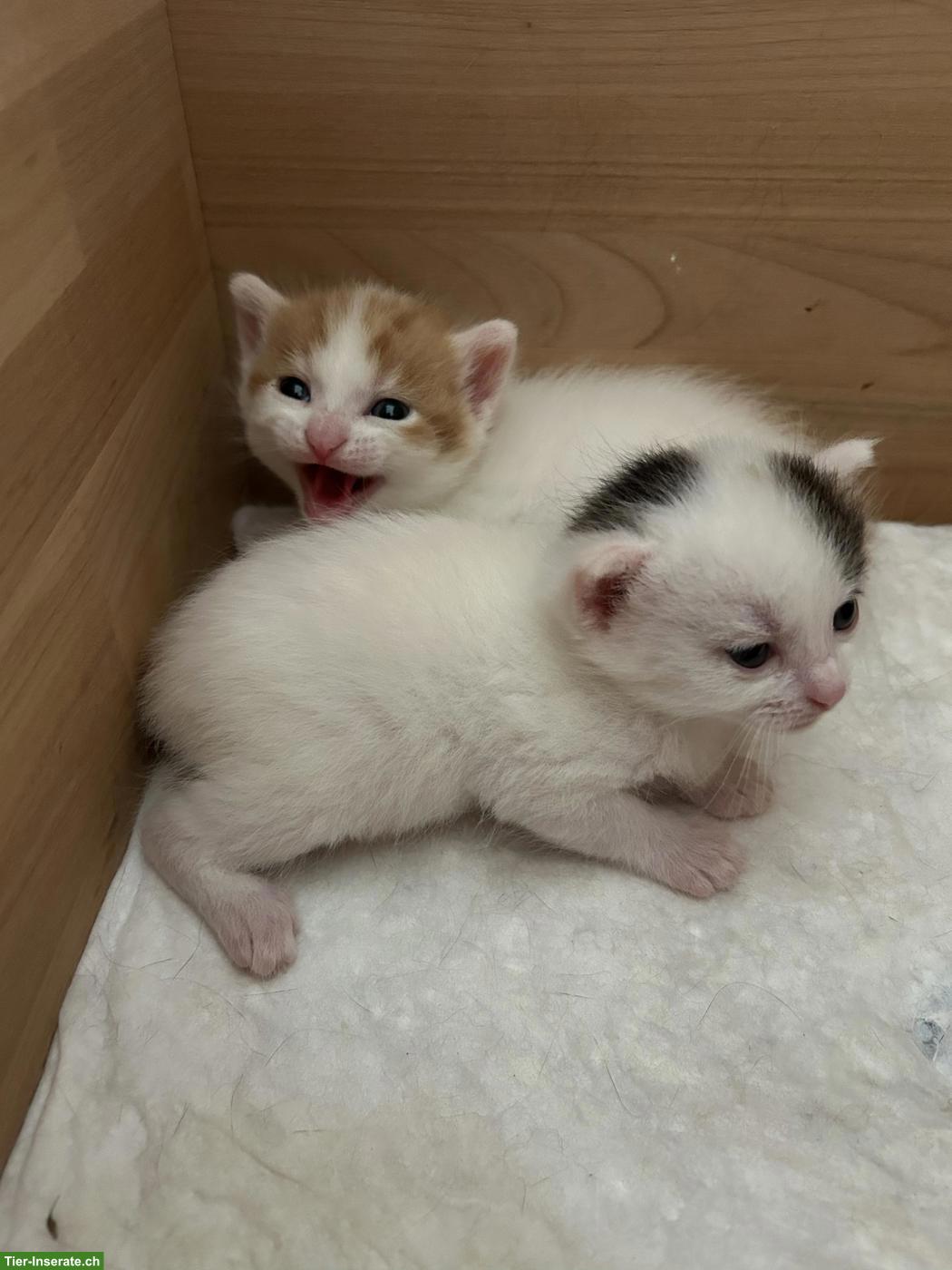 2 weibliche Kitten abzugeben an liebes Zuhause