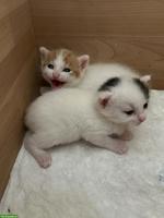 2 weibliche Kitten abzugeben an liebes Zuhause