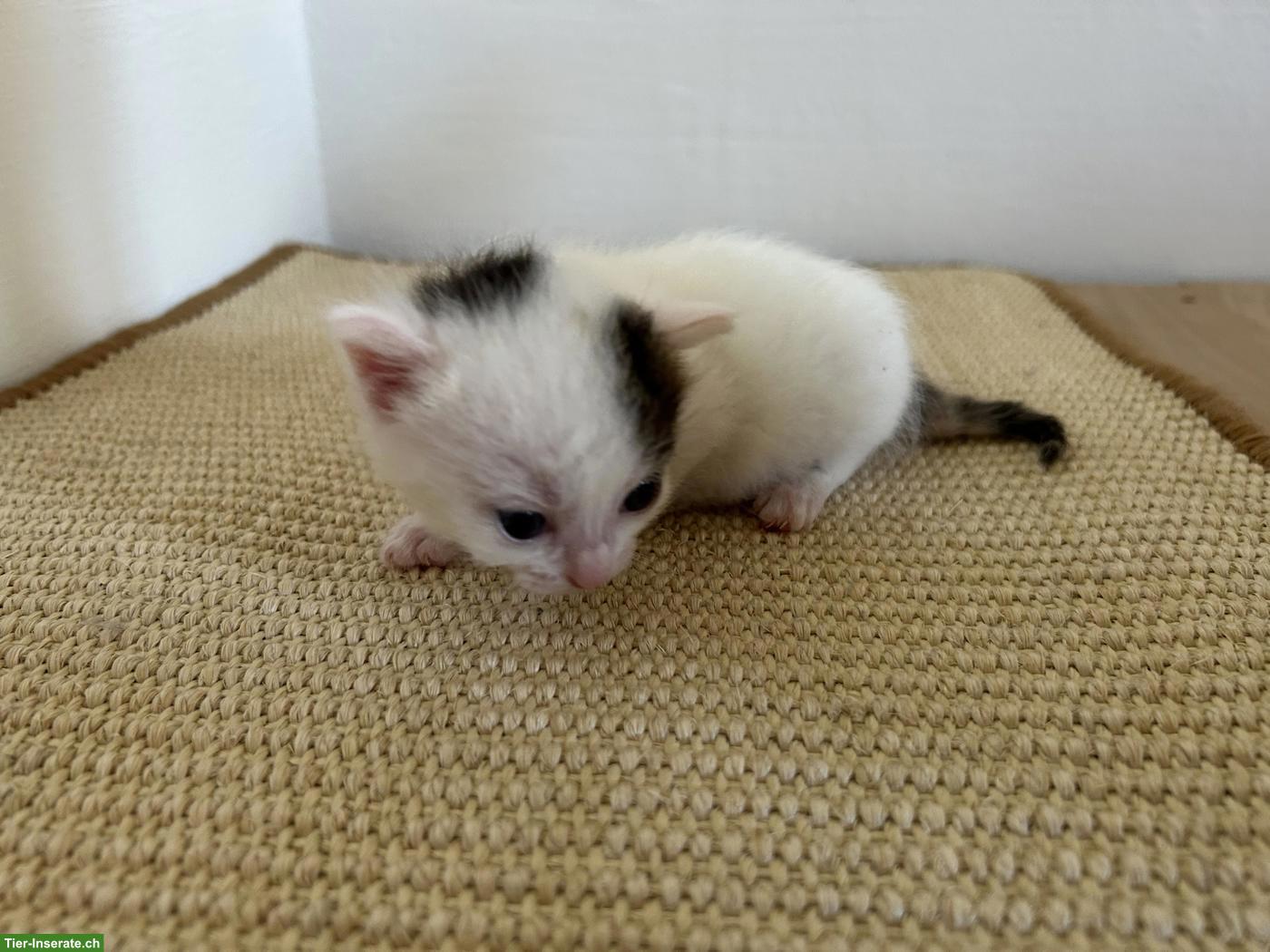 Bild 2: 2 weibliche Kitten abzugeben an liebes Zuhause