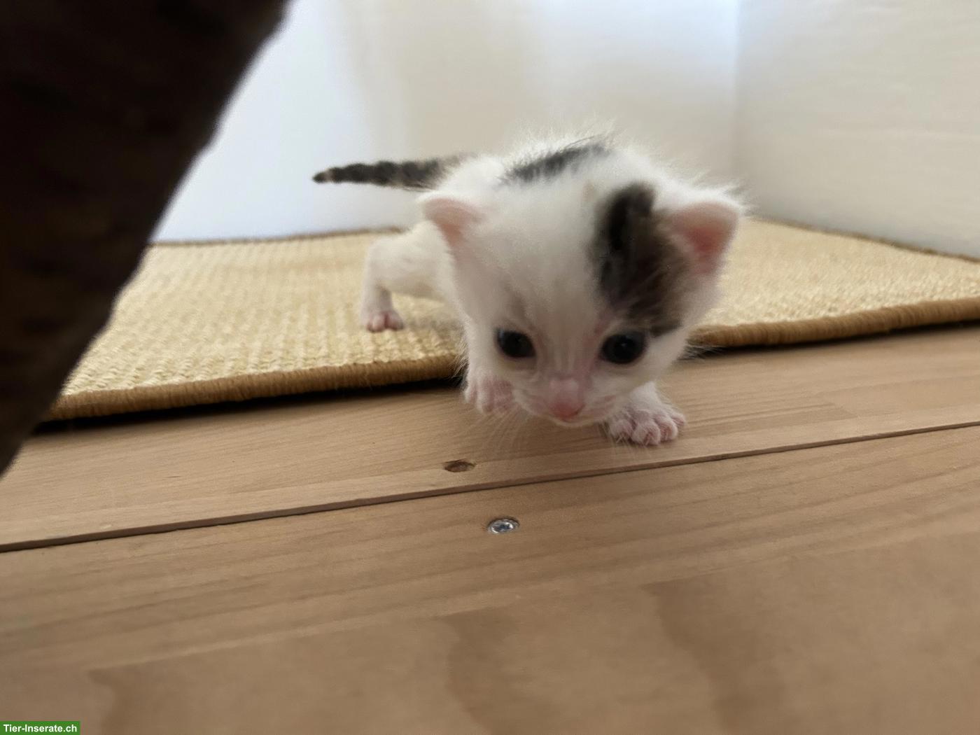 Bild 3: 2 weibliche Kitten abzugeben an liebes Zuhause