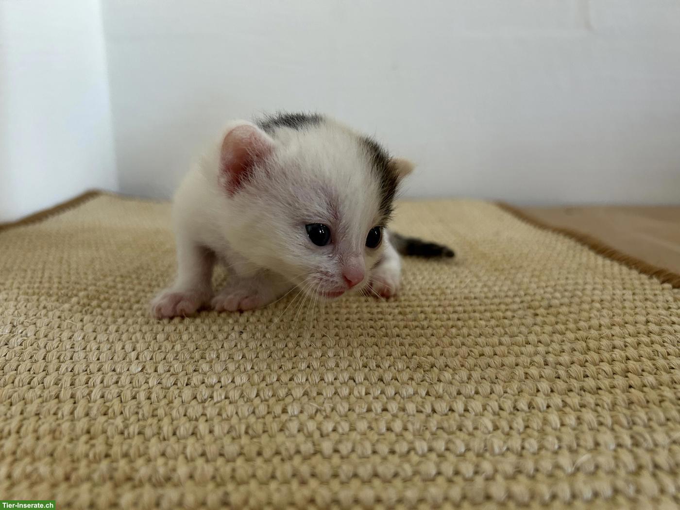 Bild 4: 2 weibliche Kitten abzugeben an liebes Zuhause