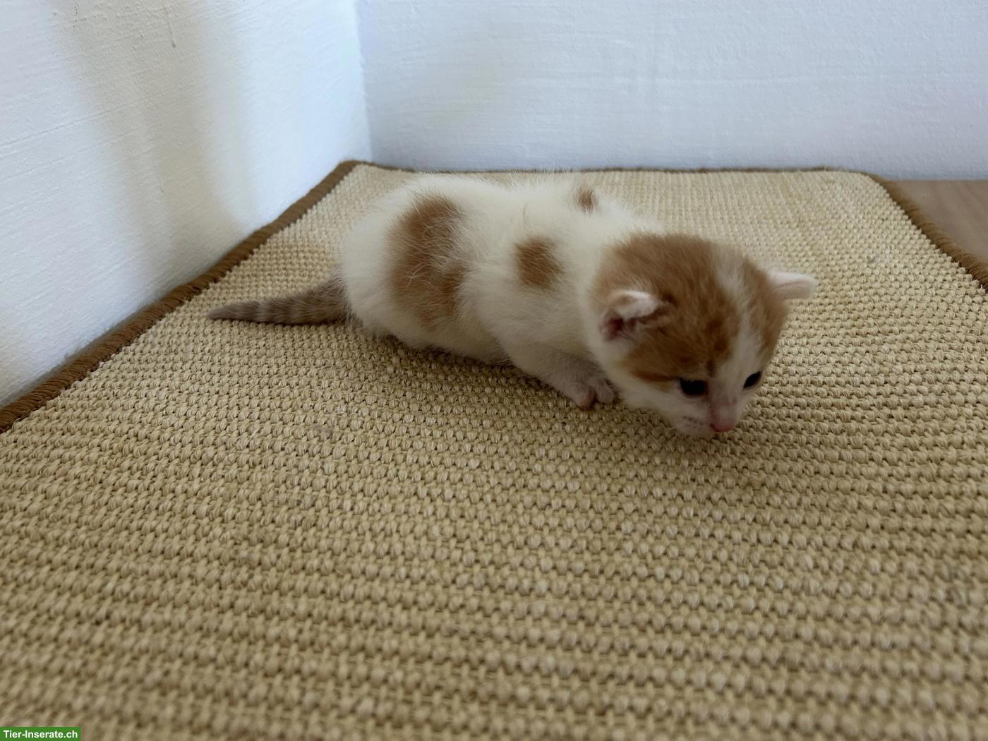 Bild 5: 2 weibliche Kitten abzugeben an liebes Zuhause