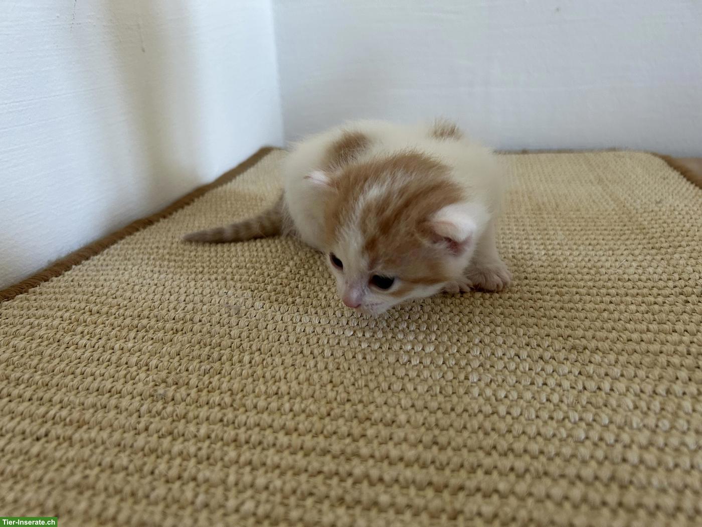 Bild 6: 2 weibliche Kitten abzugeben an liebes Zuhause
