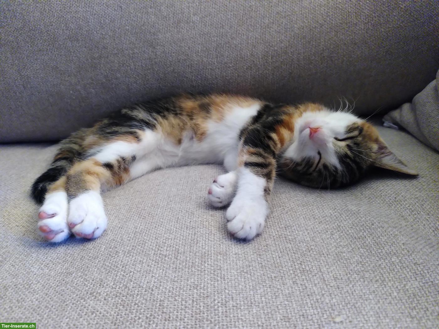 Bild 7: 2 weibliche Kitten abzugeben an liebes Zuhause