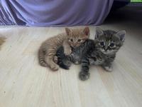 2 rote Kitten Katerli (nur Freigänger) suchen ihr Zuhause