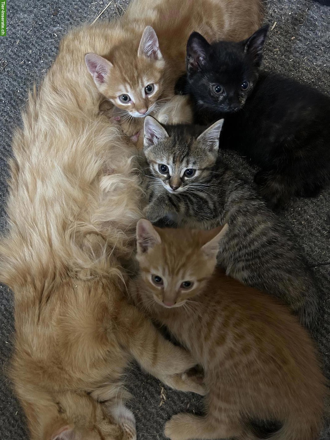 Bild 2: 2 rote Kitten Katerli (nur Freigänger) suchen ihr Zuhause
