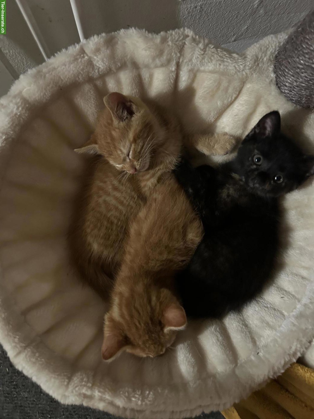 Bild 3: 2 rote Kitten Katerli (nur Freigänger) suchen ihr Zuhause