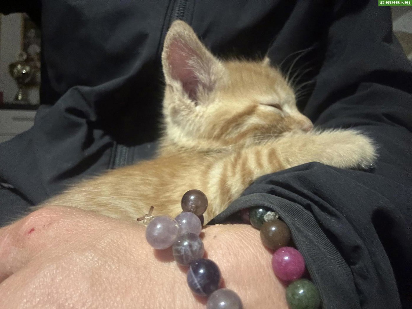 Bild 4: 2 rote Kitten Katerli (nur Freigänger) suchen ihr Zuhause