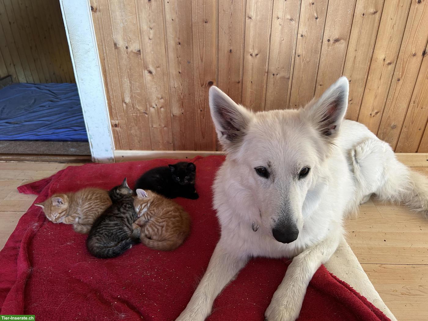 Bild 5: 2 rote Kitten Katerli (nur Freigänger) suchen ihr Zuhause