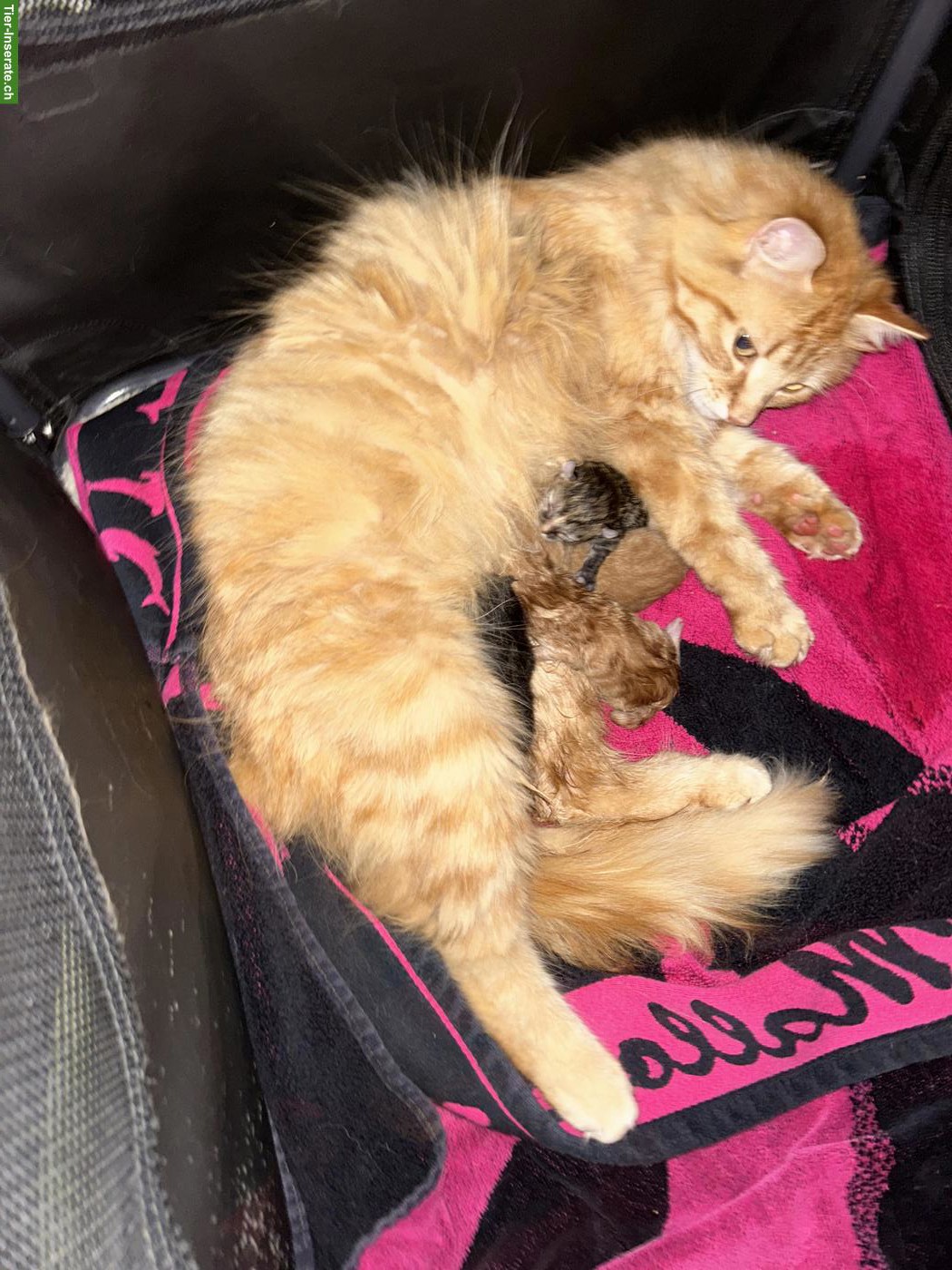 Bild 6: 2 rote Kitten Katerli (nur Freigänger) suchen ihr Zuhause