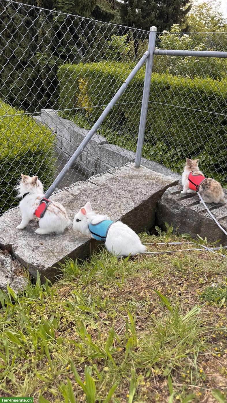 Bild 2: Junge Löwenkopf Zwergkaninchen Geschwister abzugeben