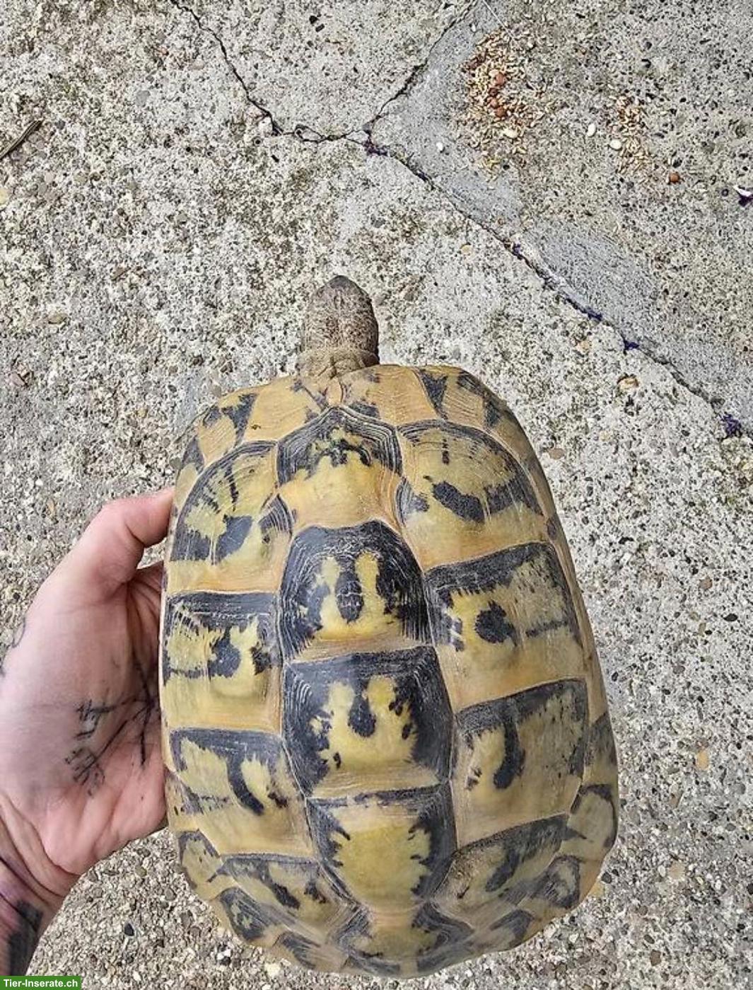 Griechisches Landschildkröten Weibchen zu verkaufen