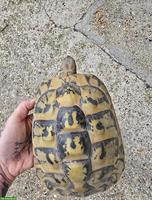Griechisches Landschildkröten Weibchen zu verkaufen