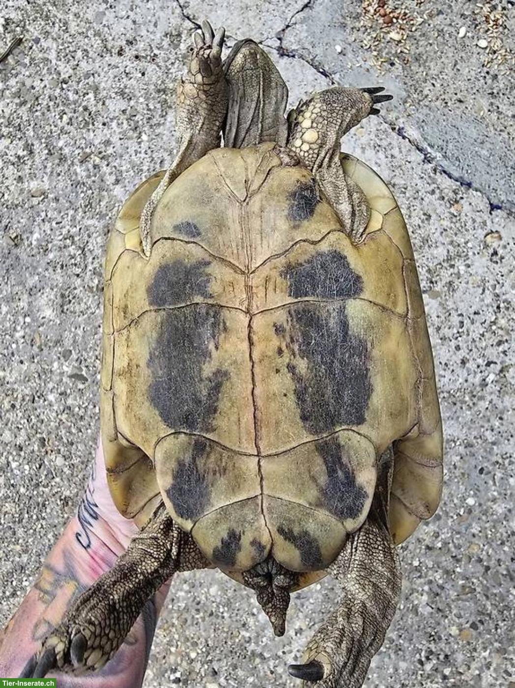 Bild 2: Griechisches Landschildkröten Weibchen zu verkaufen