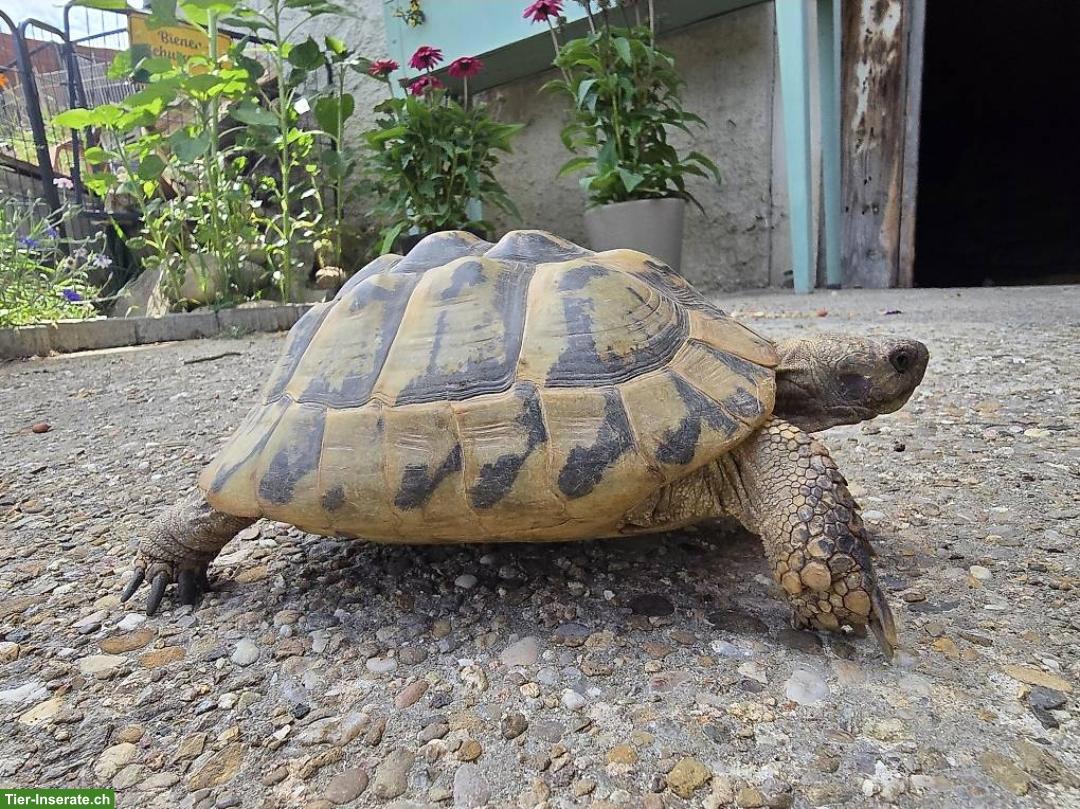 Bild 3: Griechisches Landschildkröten Weibchen zu verkaufen