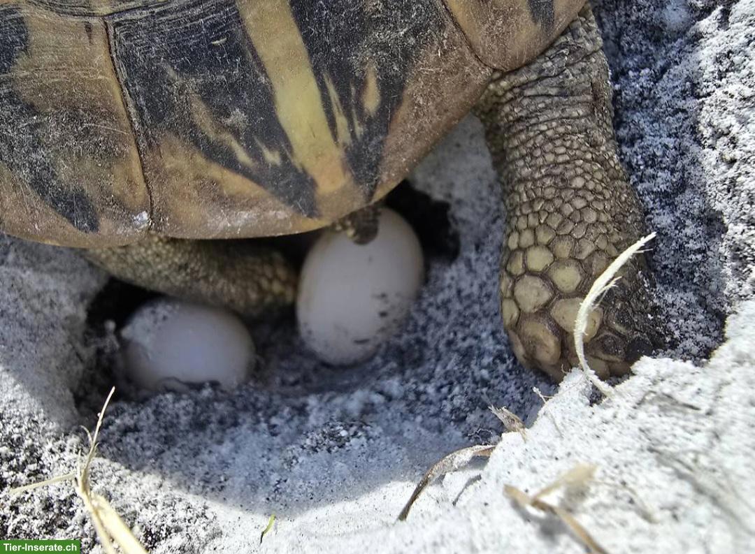 Bild 4: Griechisches Landschildkröten Weibchen zu verkaufen