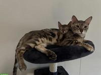 Bengal Katzenbrüder suchen neues Zuhause