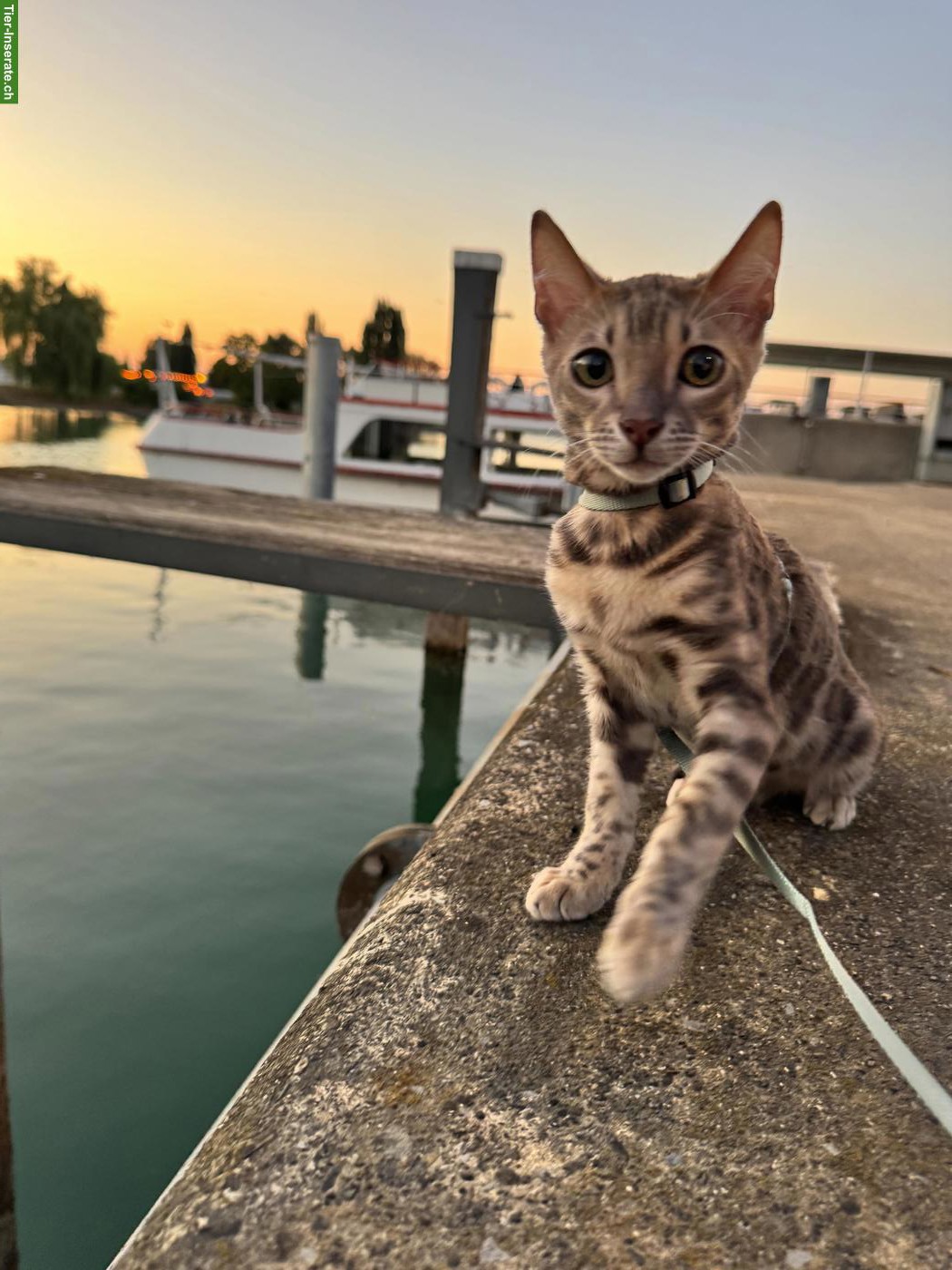 Bild 2: Bengal Katzenbrüder suchen neues Zuhause