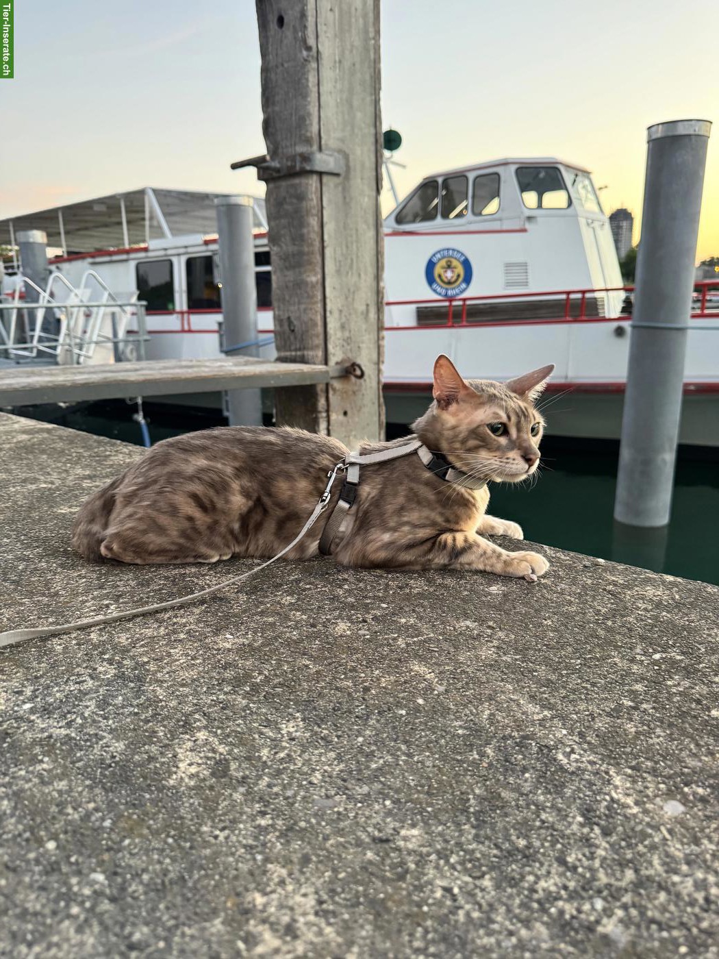 Bild 3: Bengal Katzenbrüder suchen neues Zuhause