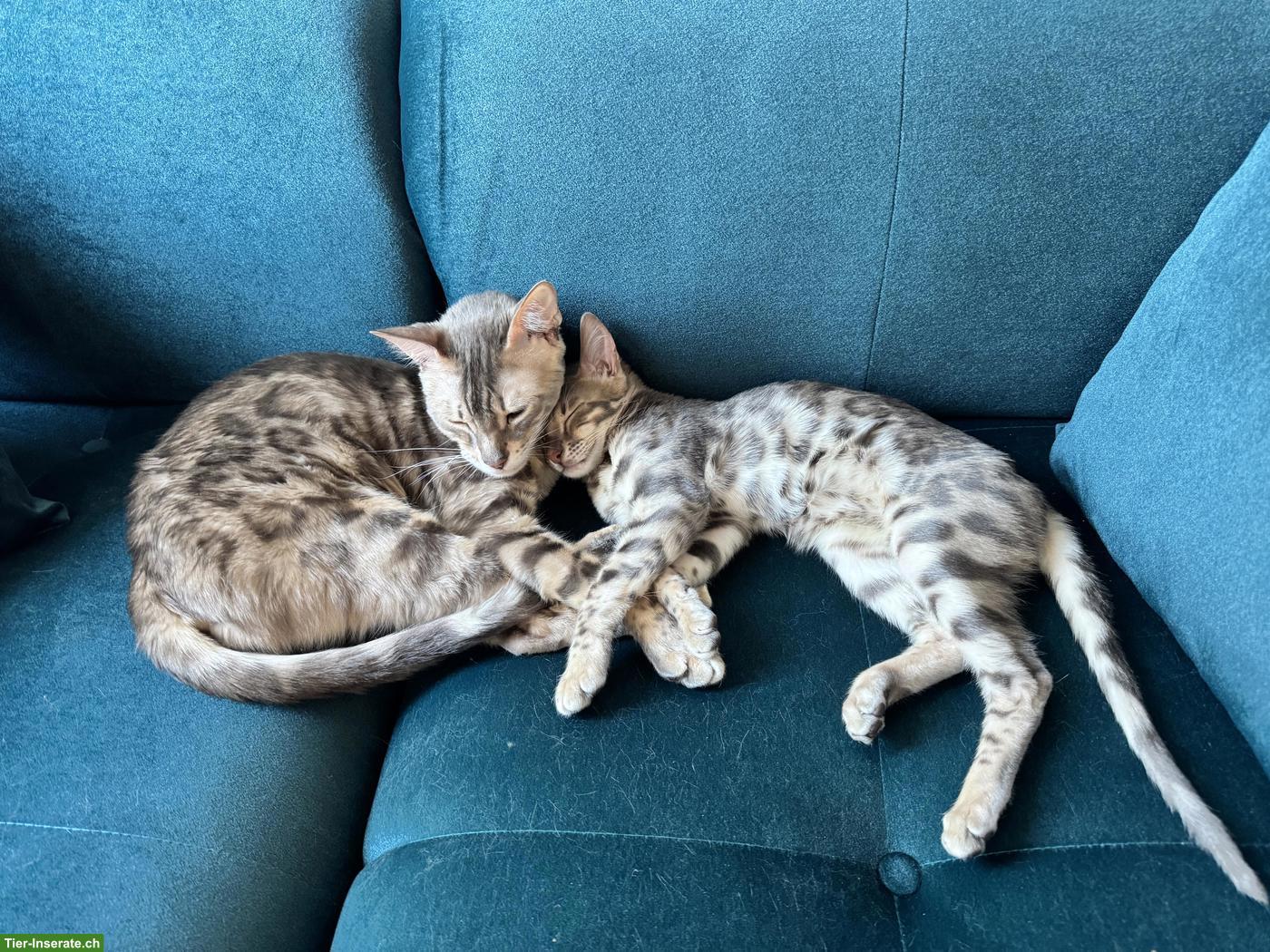 Bild 4: Bengal Katzenbrüder suchen neues Zuhause