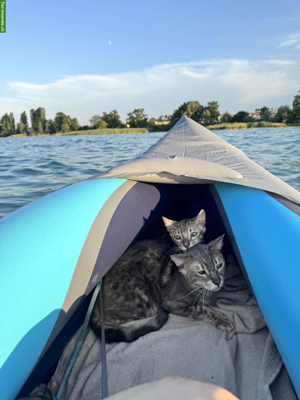 Bild 6: Bengal Katzenbrüder suchen neues Zuhause