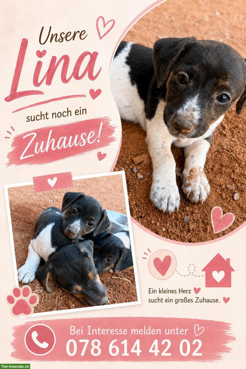 Jack Russell Welpe, weiblich sucht ein Zuhause🏡