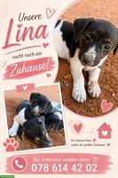 Jack Russell Welpe, weiblich sucht ein Zuhause🏡