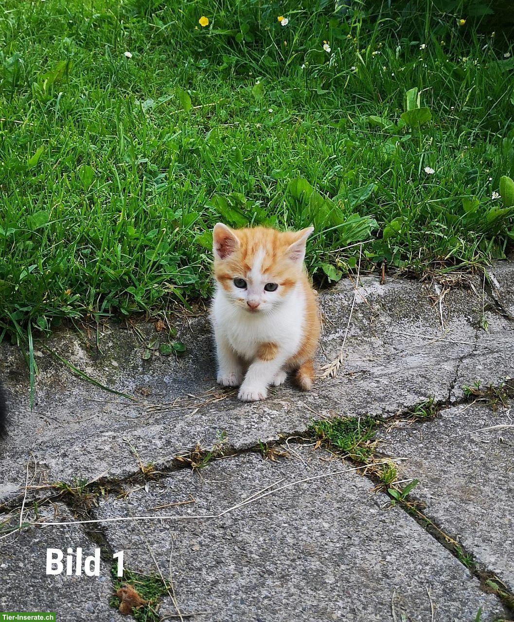 Süsse Babykatzen suchen ein liebes Zuhause
