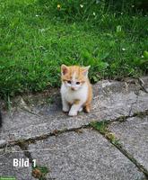 Süsse Babykatzen suchen ein liebes Zuhause