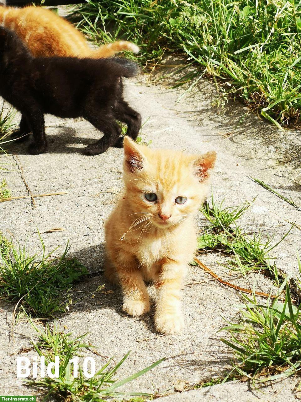Bild 10: Süsse Babykatzen suchen ein liebes Zuhause