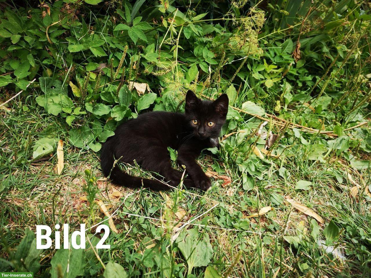 Bild 2: Süsse Babykatzen suchen ein liebes Zuhause