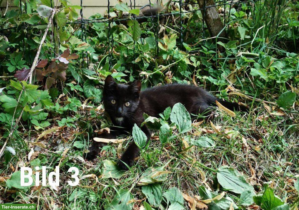 Bild 3: Süsse Babykatzen suchen ein liebes Zuhause